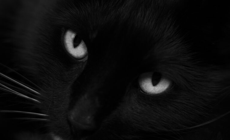 Black cat eyes low key